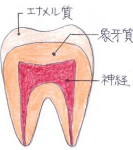 歯の断面図
