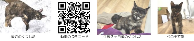 猫の魅力